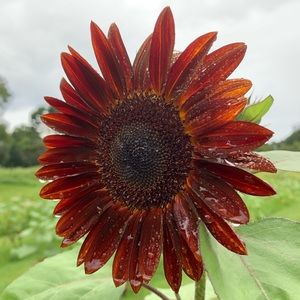 Meet your Posher, Kenzie